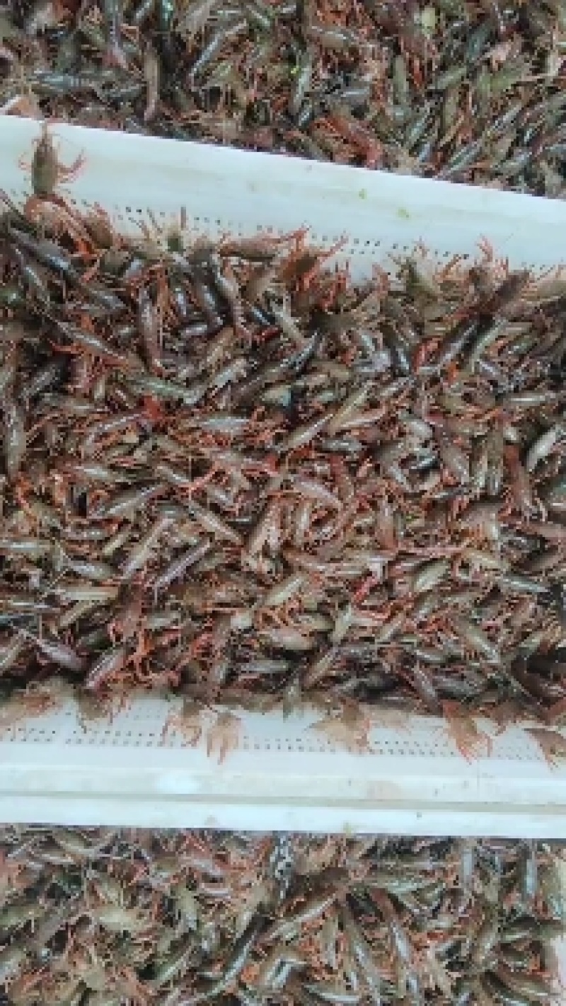 山东龙虾苗