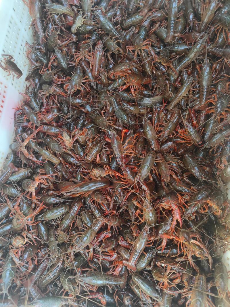 山东龙虾苗