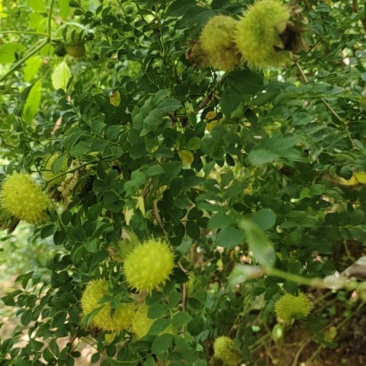广西刺梨果