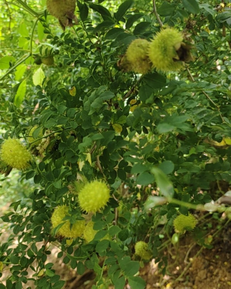 广西刺梨果