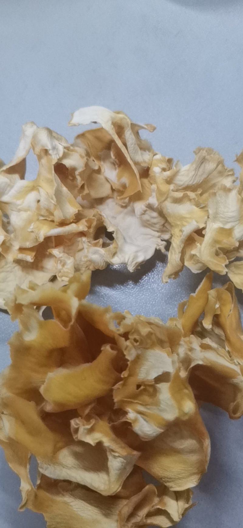绣球菌肉质脆嫩，风味独特