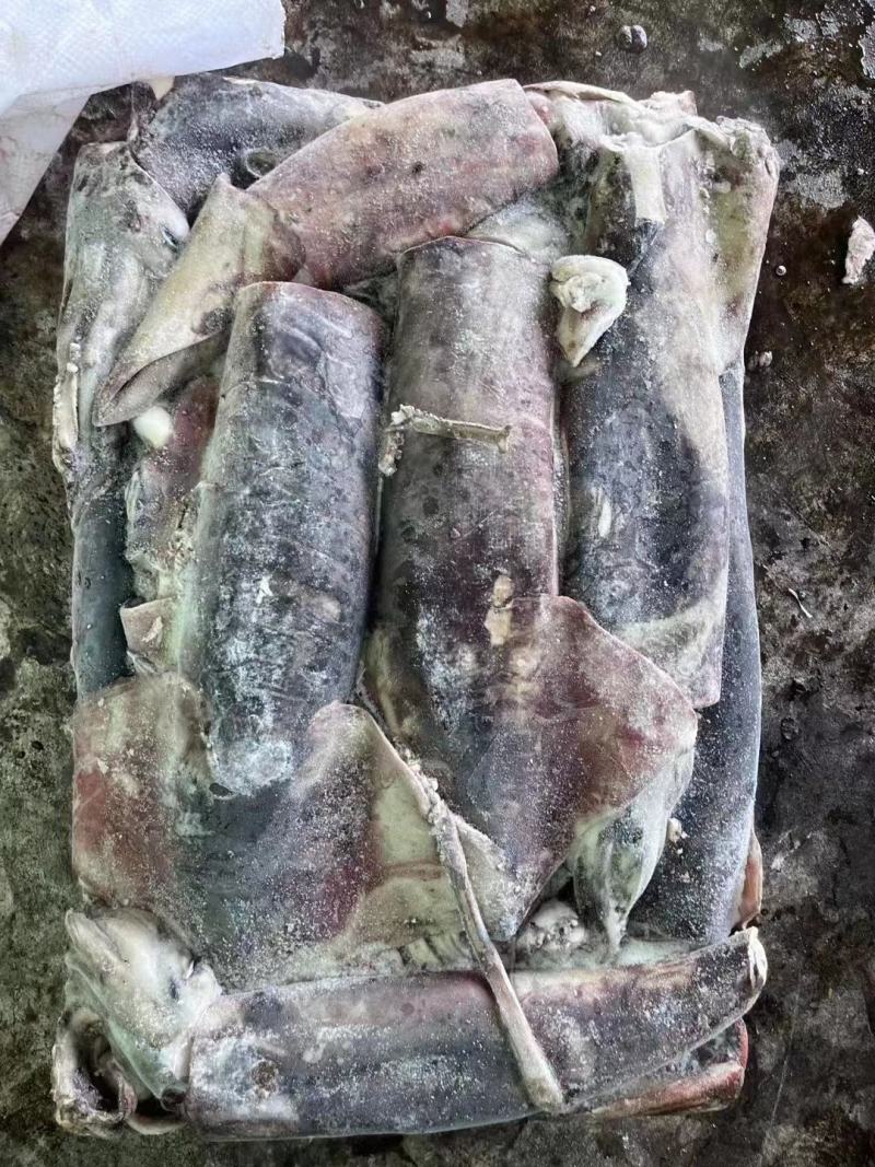 秘鲁鱿鱼，各种规格，价格便宜，品质好，板冻，欢迎咨询