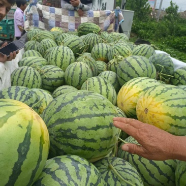 精品头茬西瓜大量上市