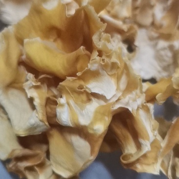 绣球菌肉质脆嫩，风味独特