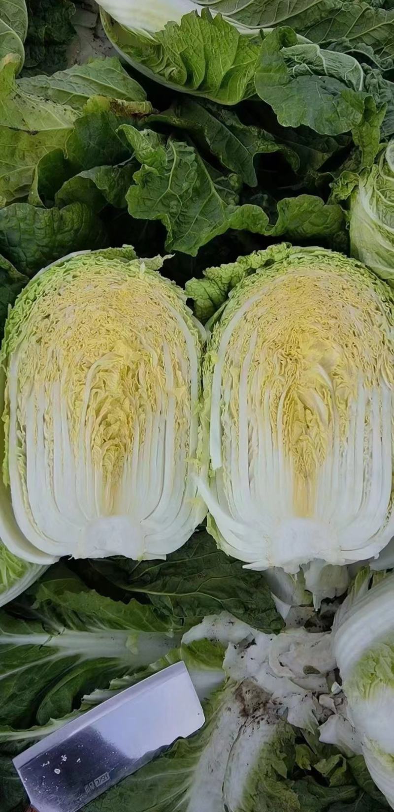 黄心大白菜，个个满心，5今起