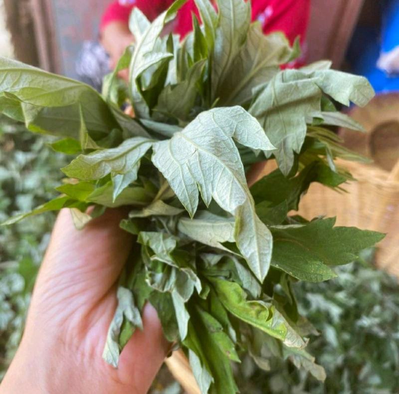 野生艾草艾叶中药材优质艾叶自然晒干泡脚泡澡驱蚊包邮