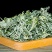 野生艾草艾叶中药材优质艾叶自然晒干泡脚泡澡驱蚊包邮