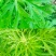 野生艾草艾叶中药材优质艾叶自然晒干泡脚泡澡驱蚊包邮