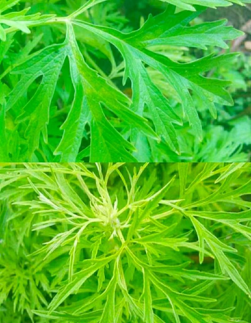 野生艾草艾叶中药材优质艾叶自然晒干泡脚泡澡驱蚊包邮