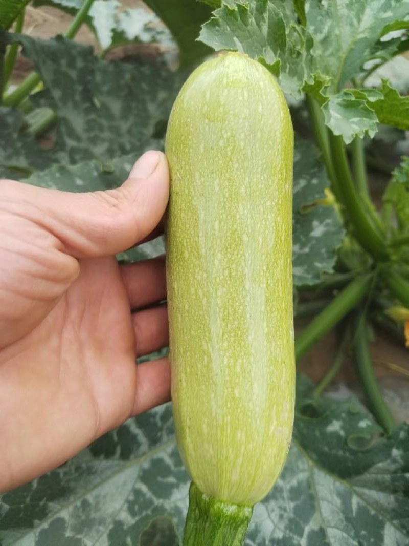 西葫芦