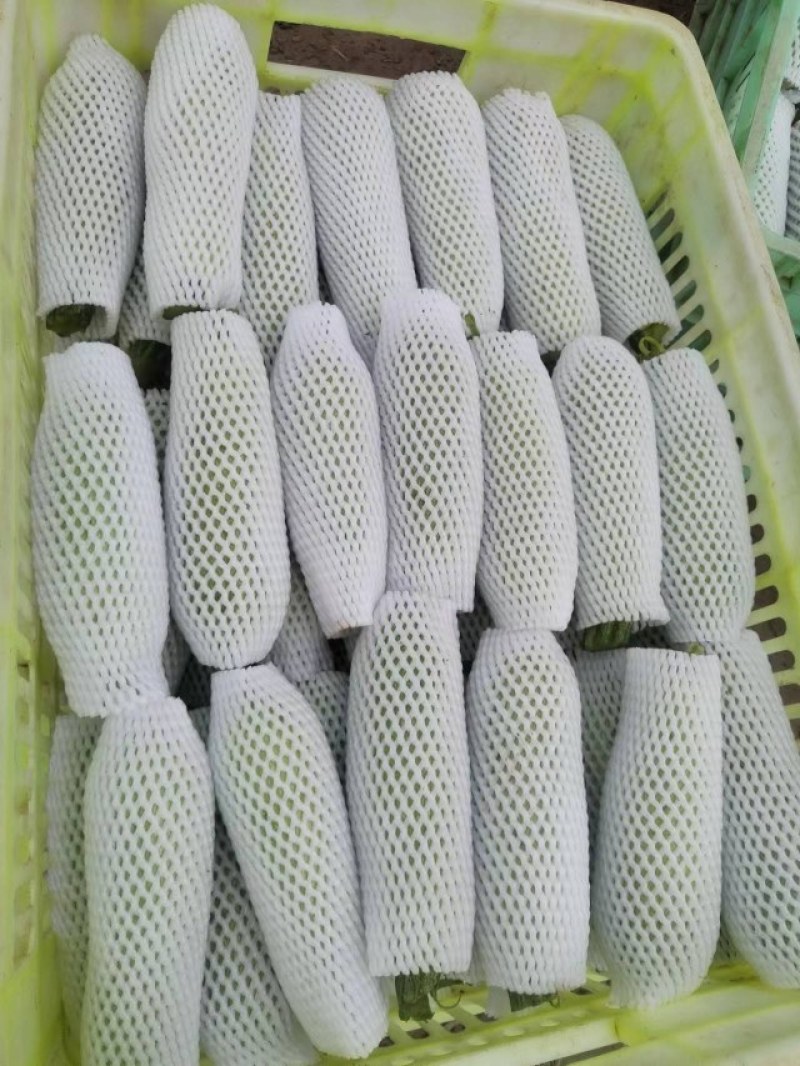 西葫芦