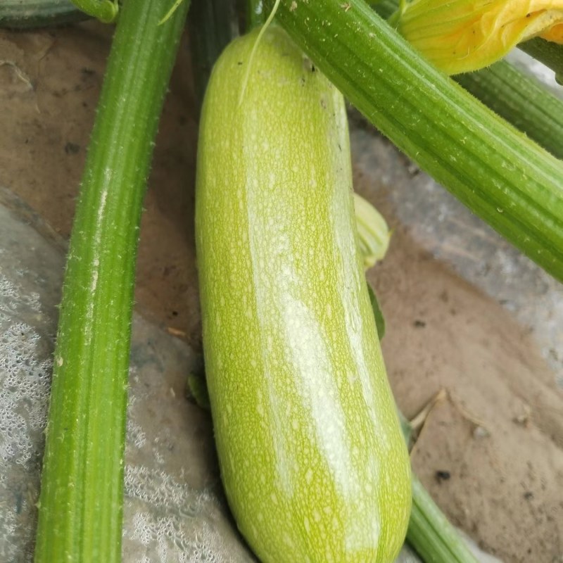 西葫芦