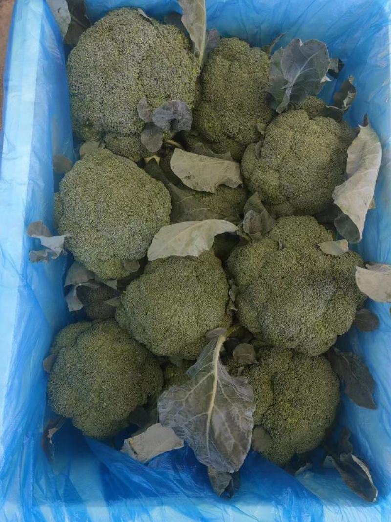 精品西兰花一手货源市场档口商超货源充足价格便宜