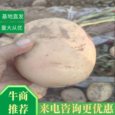 甘肃土豆大量上市中货源充足量大从优可全国发货