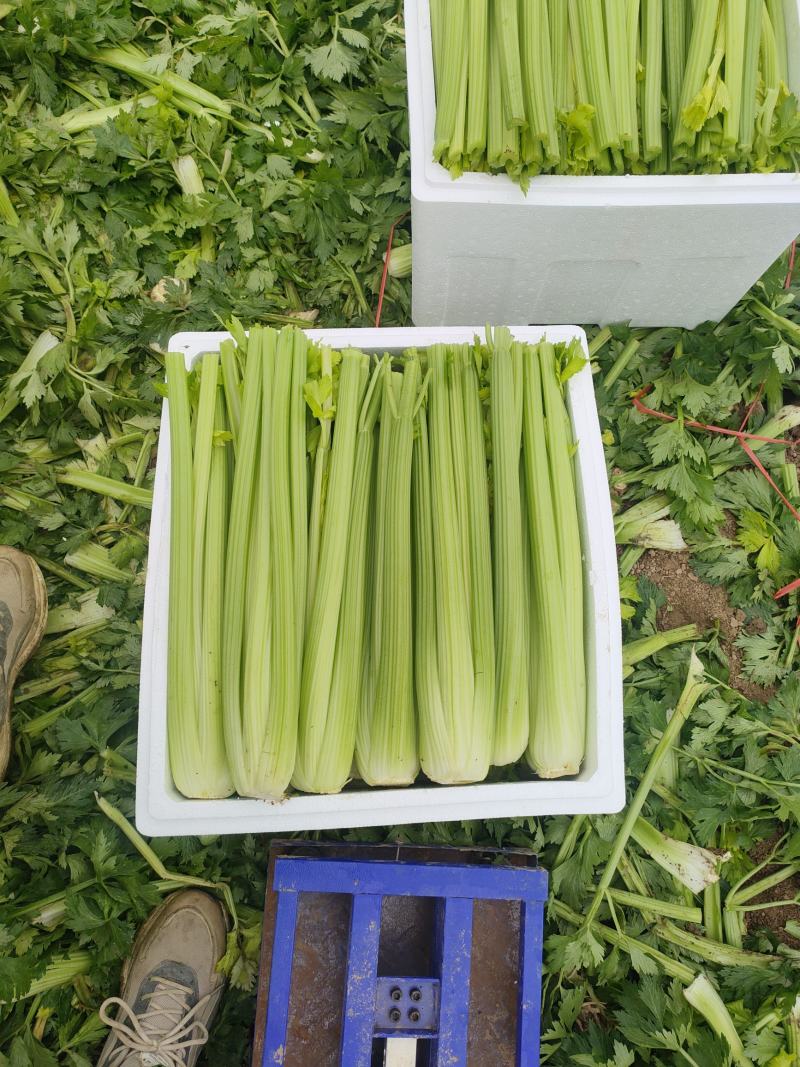 【西芹】河南精品西芹可视频看货货优价低全国发货