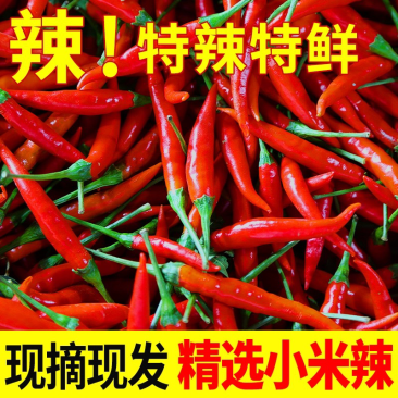 新鲜小米椒特辣小米椒鲜椒朝天椒红辣椒厂地5斤直销代发