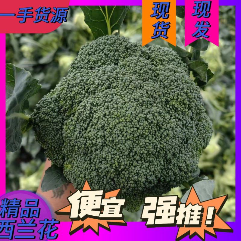 精品西兰花一手货源市场档口商超货源充足价格便宜