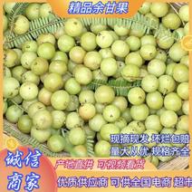 广西平南县大肉余甘果、牛柑果产地直供、大量有货