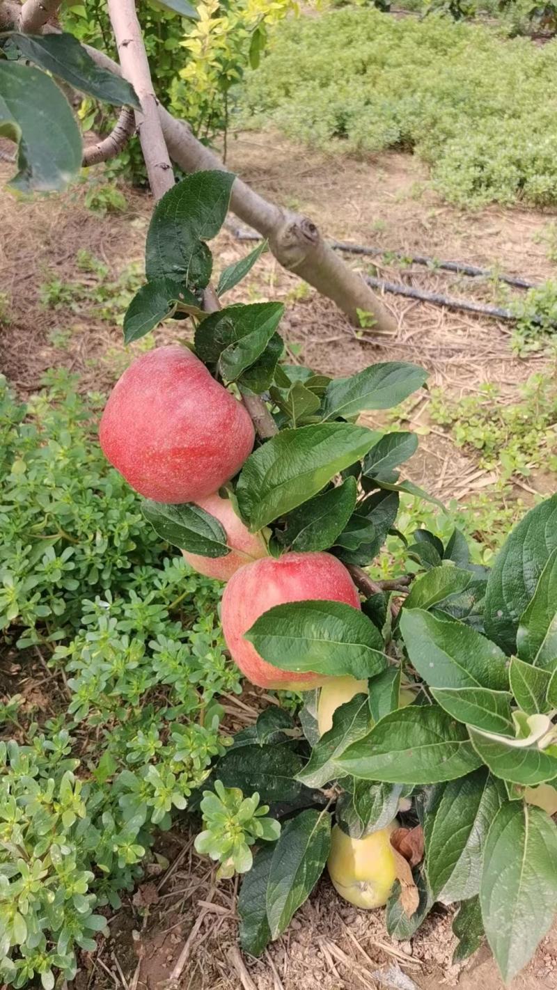 鲁丽苹果