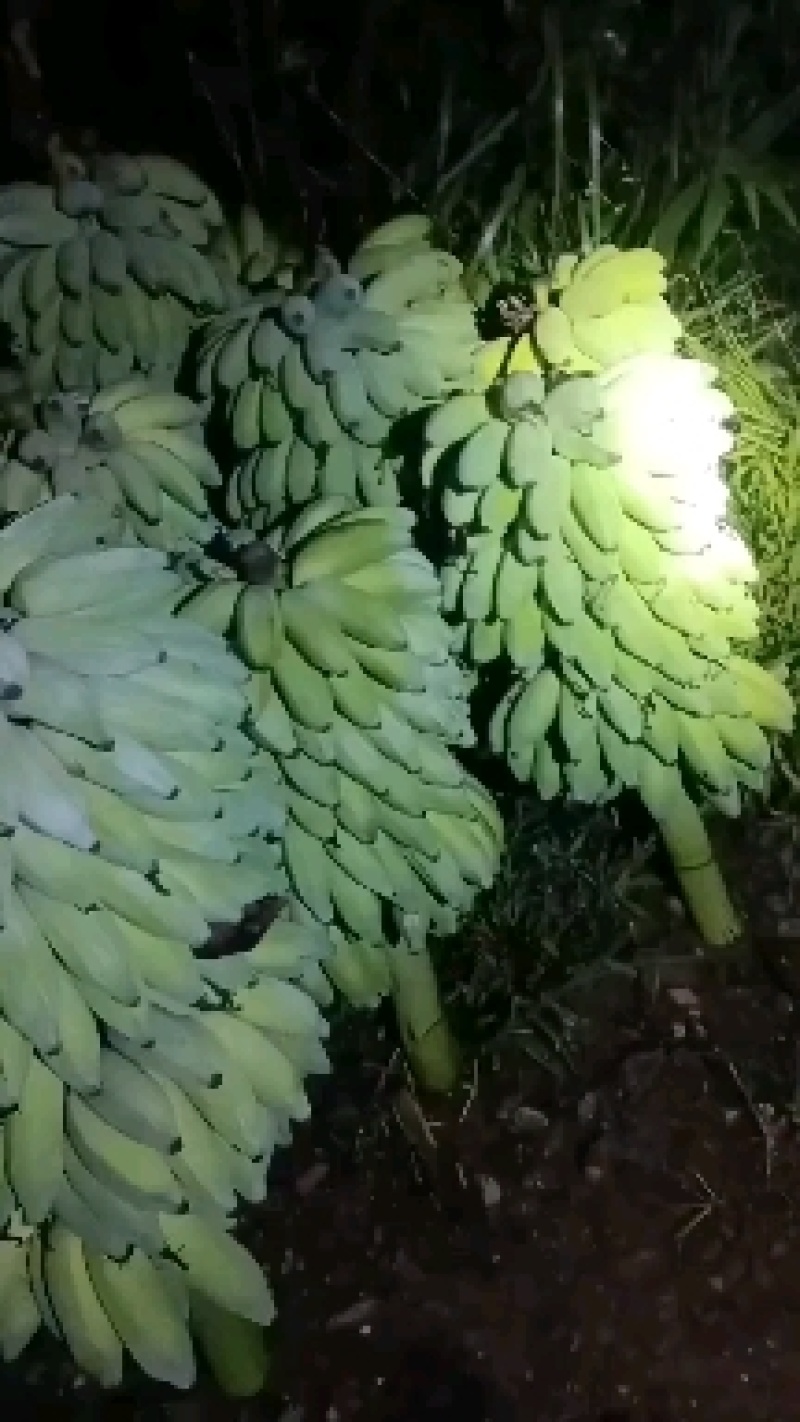芭蕉