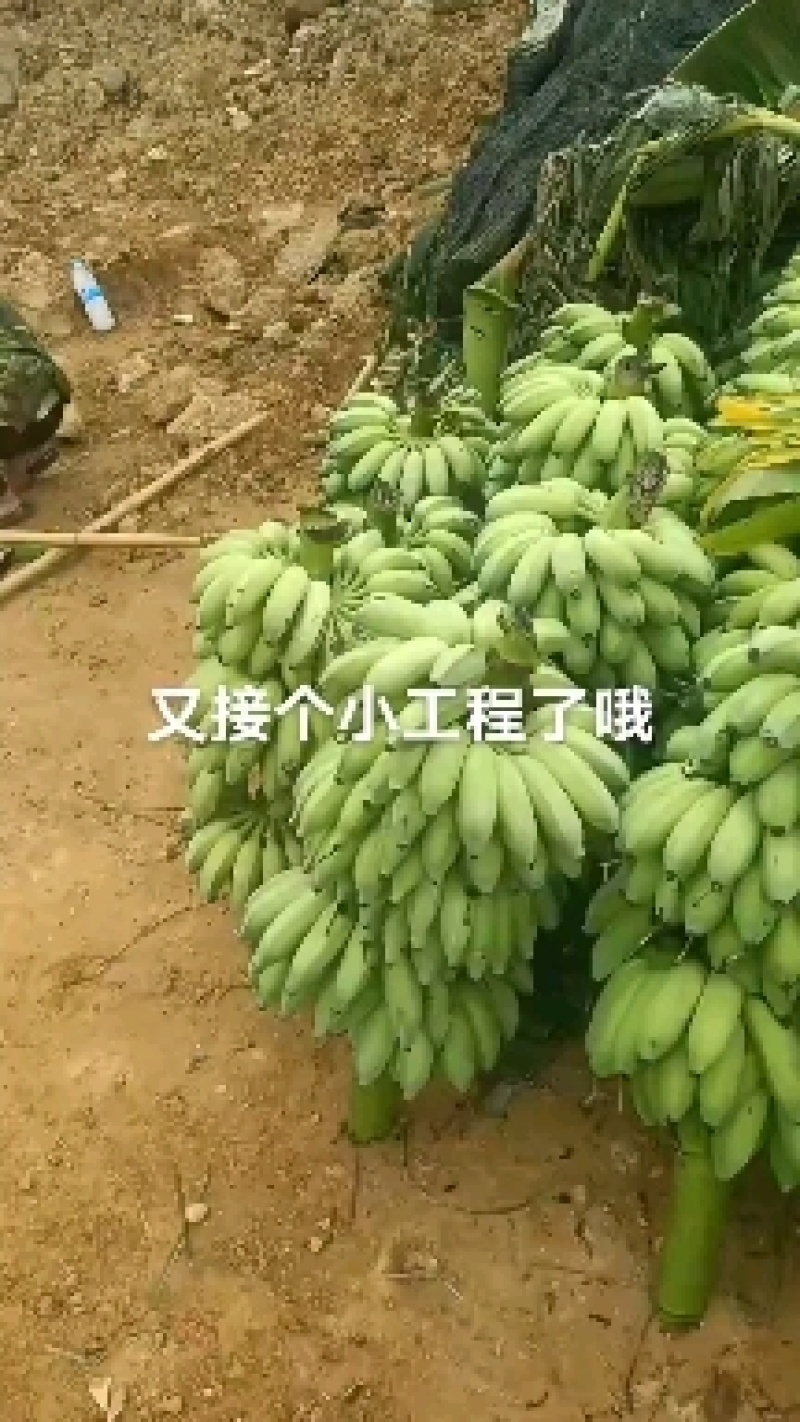 芭蕉