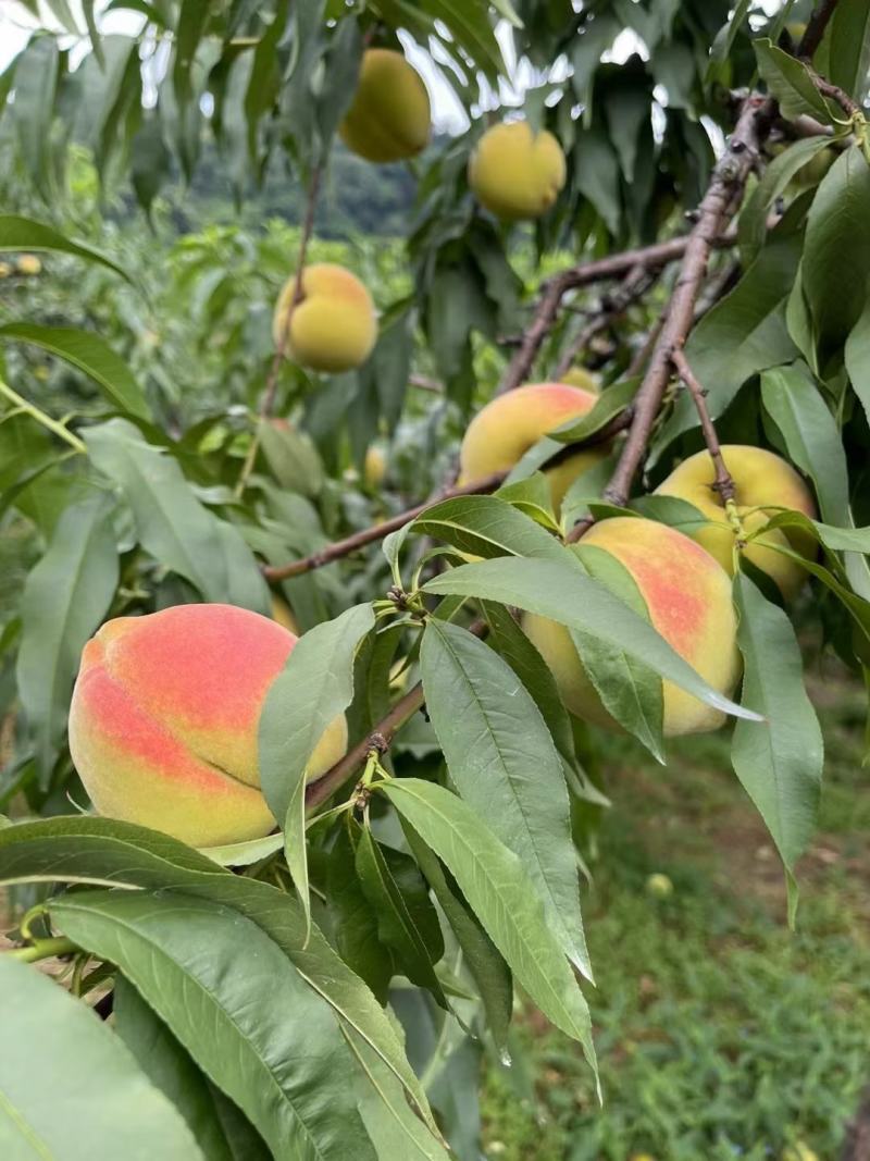 麻阳高山锦绣黄桃，基地现摘现发
