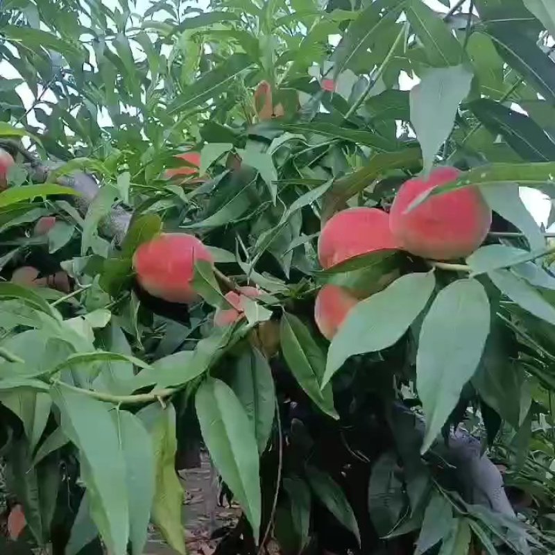 北京14桃