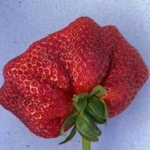 马树纯绿色食品草莓🍓