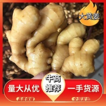 【实力】生姜色黄味辣块大肥厚规格全月子姜黄姜