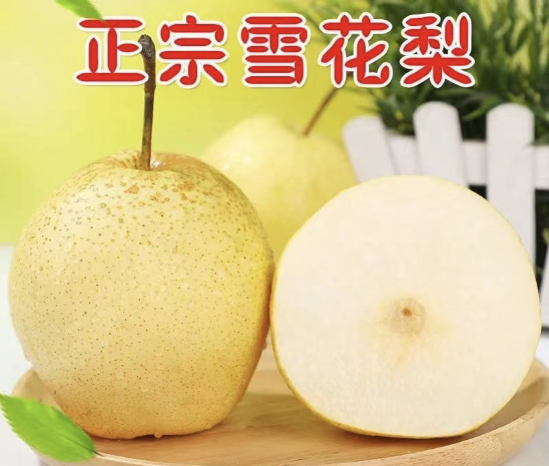 泸西雪花梨高原梨大量上市口感脆甜水分多质量保证价格优惠