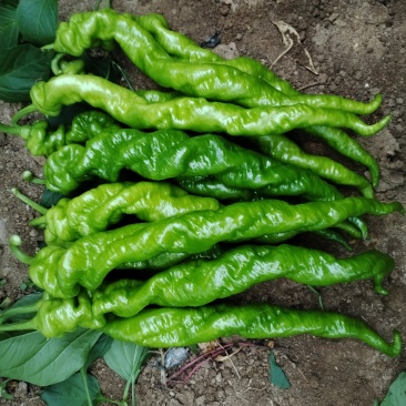 半螺，麻皮，陇椒
