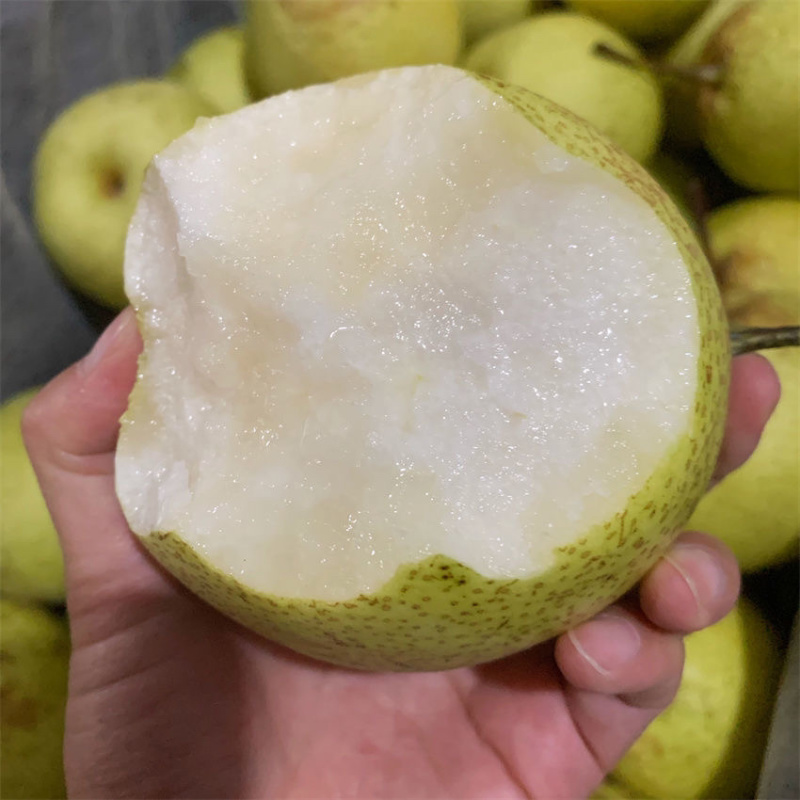 泸西雪花梨高原梨大量上市口感脆甜水分多质量保证价格优惠
