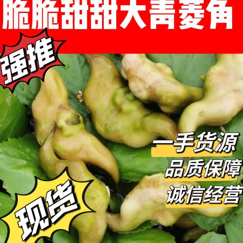 菱角青菱角大菱角大别山湖北黄冈蕲春老嫩菱角