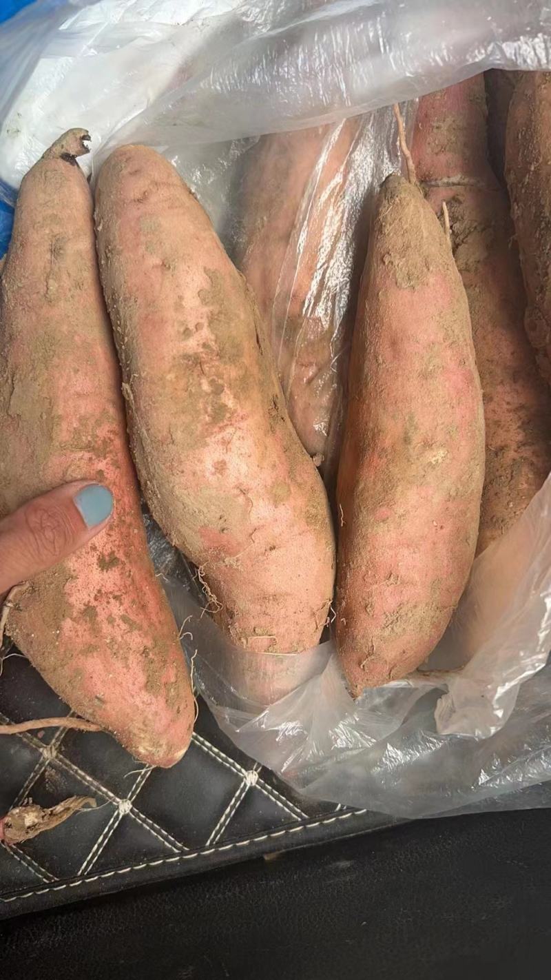 精品冰糖密薯哈密大量上市基地直供各大市场，超市，电商选购