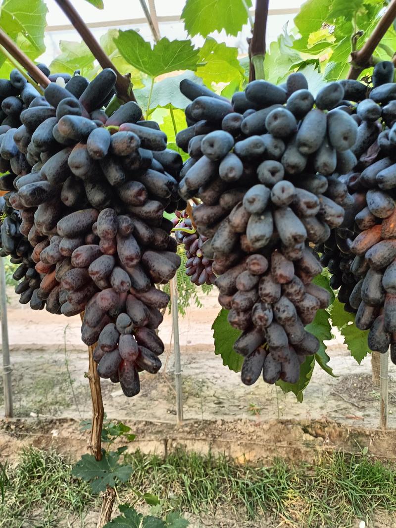 蓝宝石葡萄大量上市了，口感脆甜，颜色黑亮，颗粒均匀