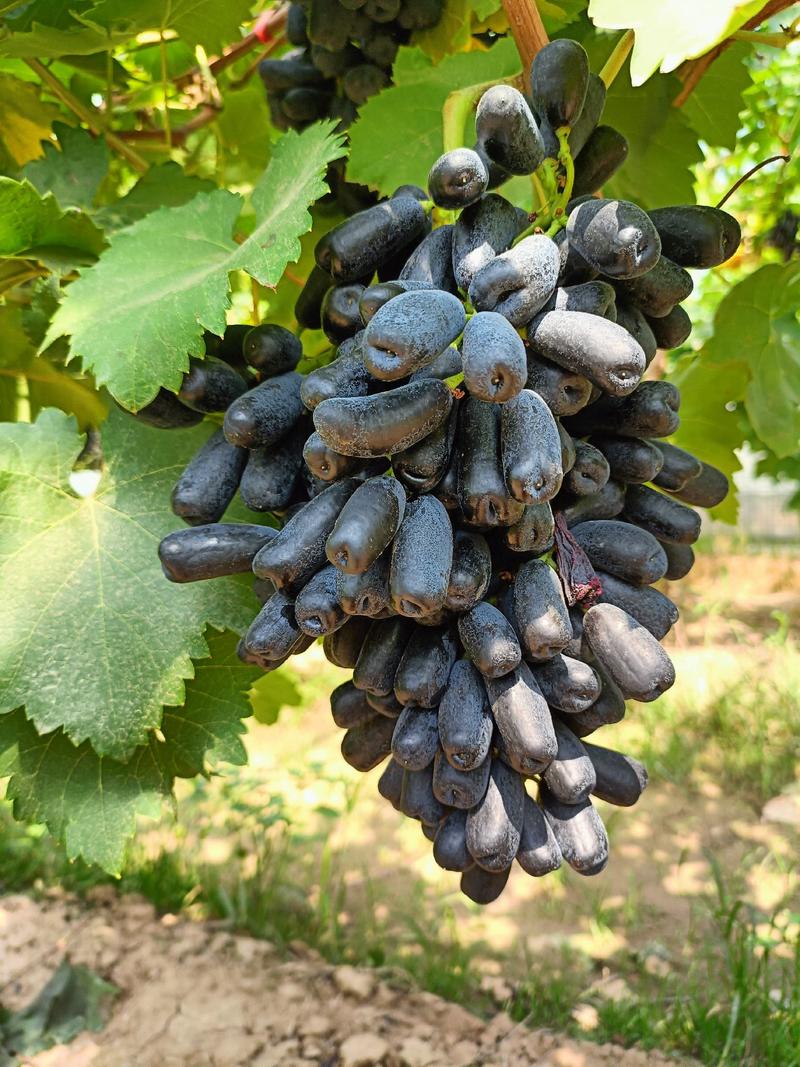蓝宝石葡萄大量上市了，口感脆甜，颜色黑亮，颗粒均匀