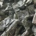 精品海带片山东海带条烘干盐渍海带片