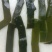 精品海带片山东海带条烘干盐渍海带片