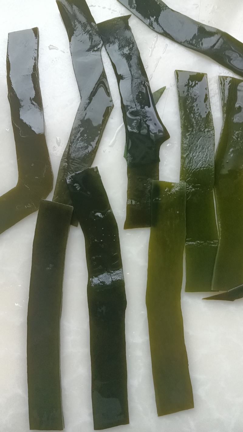 精品海带片山东海带条烘干盐渍海带片