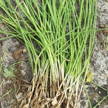 贵州野生苦蒜，毕节七星关区野生苦蒜，小蒜叶