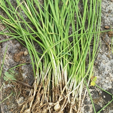 贵州野生苦蒜，毕节七星关区野生苦蒜，小蒜叶