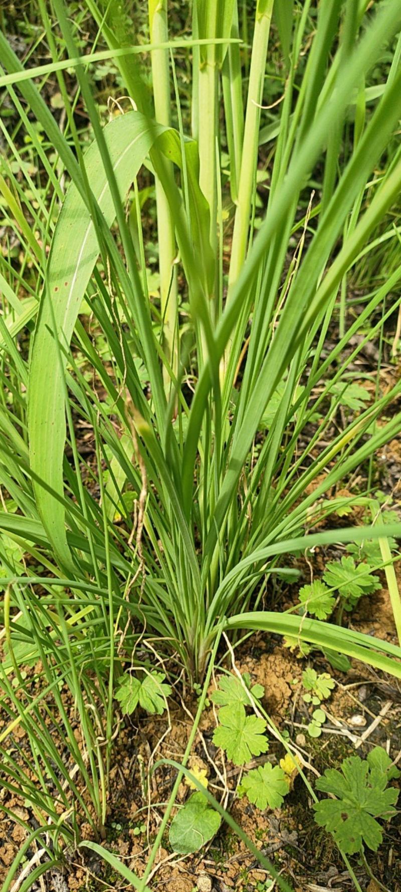 贵州野生苦蒜，毕节七星关区野生苦蒜，小蒜叶