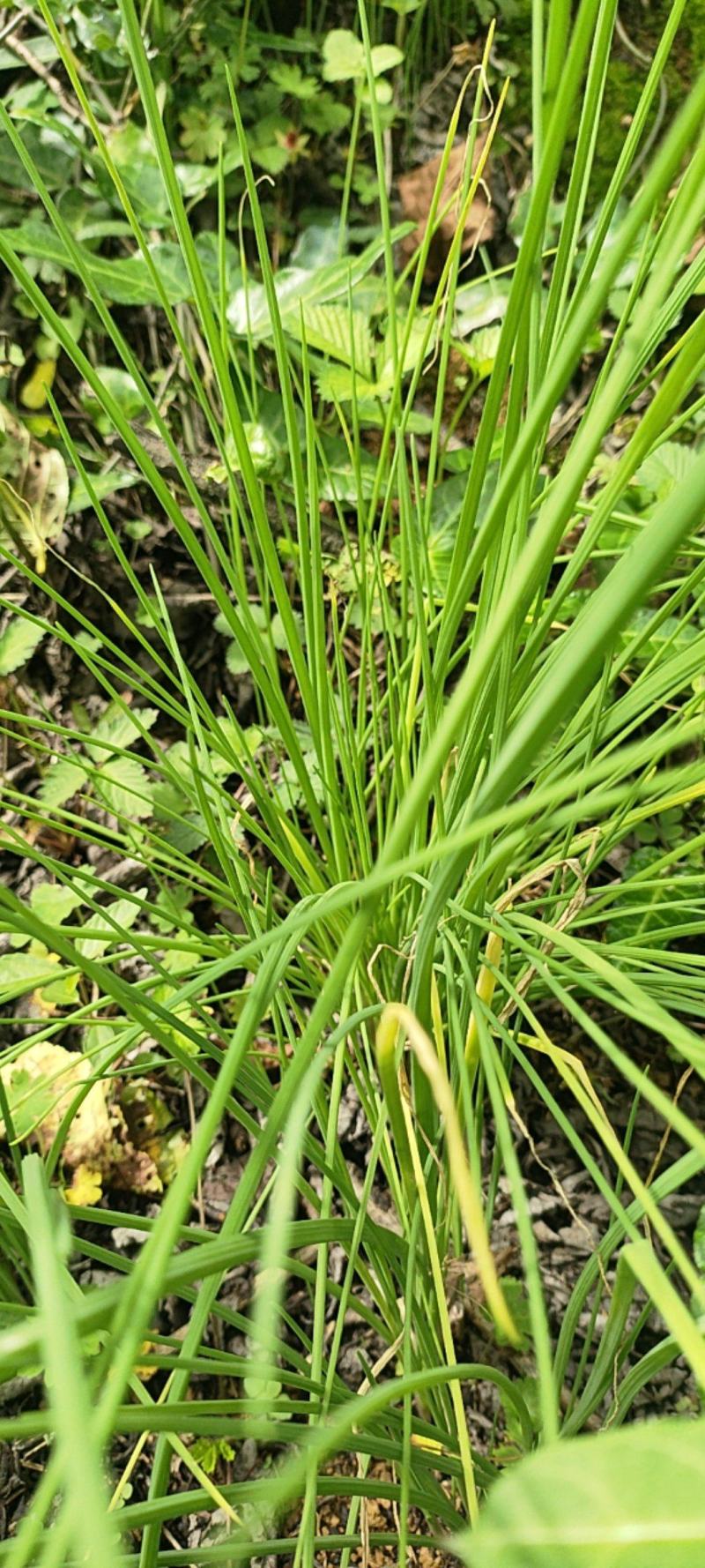 贵州野生苦蒜，毕节七星关区野生苦蒜，小蒜叶