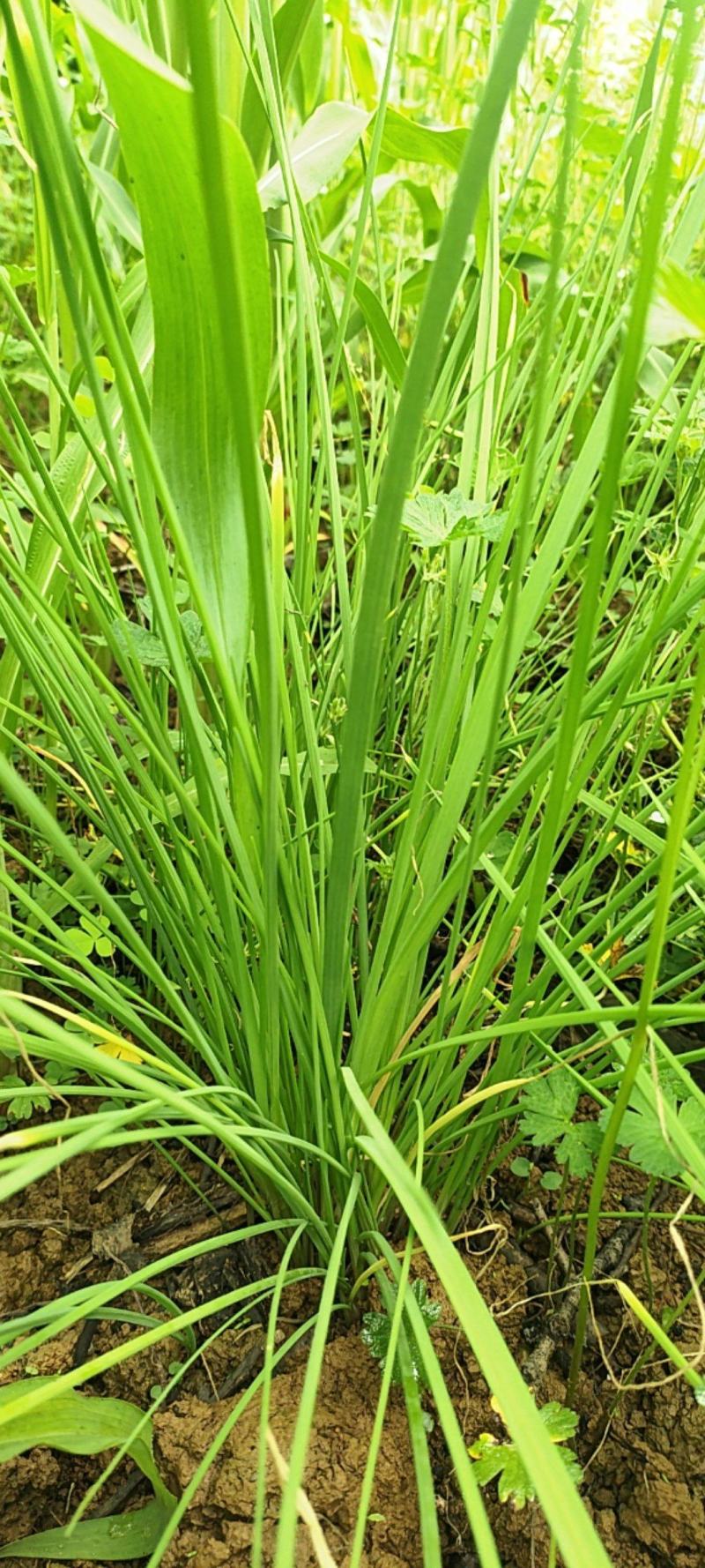 贵州野生苦蒜，毕节七星关区野生苦蒜，小蒜叶
