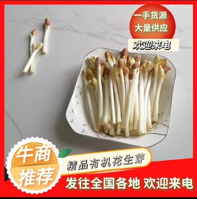 【精品推荐】花生芽，精品货，可以对接电商，商超，批发市场