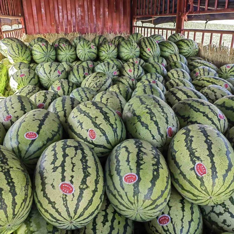西瓜正品保障随时有货