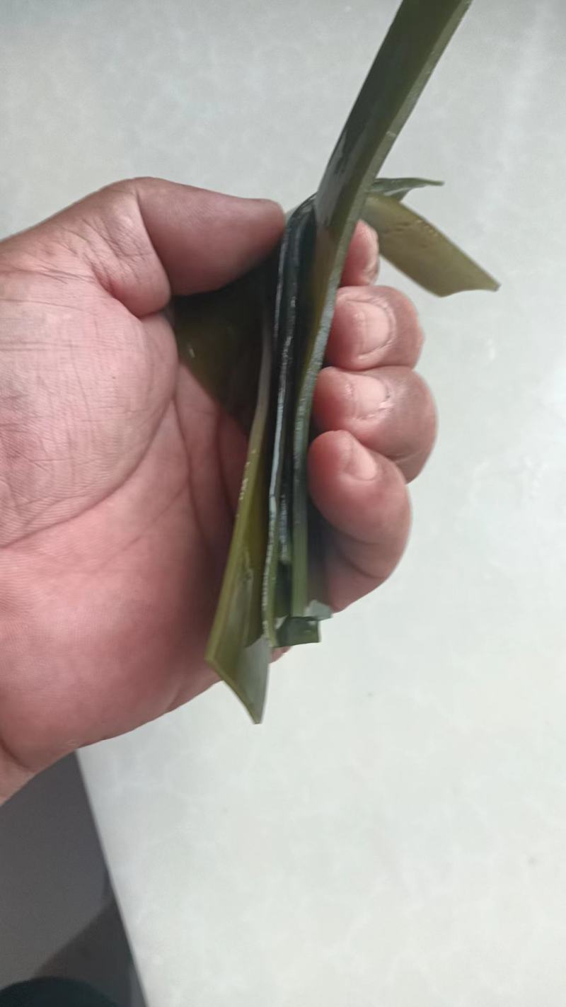 精品海带片山东海带条烘干盐渍海带片