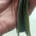 精品海带片山东海带条烘干盐渍海带片