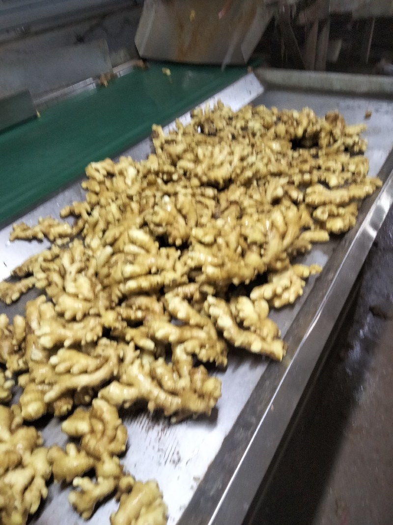 精品小黄姜代收代存物美价廉！货源充足，质量保证，全国发货