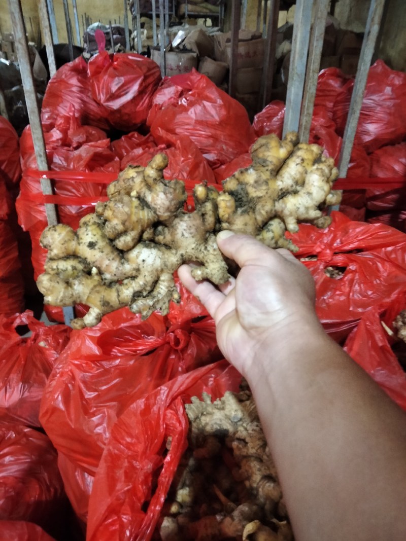 精品小黄姜代收代存物美价廉！货源充足，质量保证，全国发货
